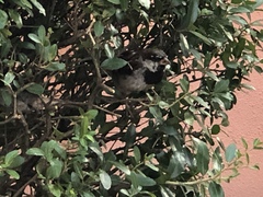 Passer domesticus