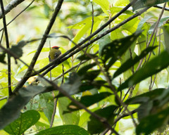 Machaeropterus striolatus