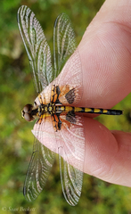 Celithemis martha