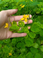 Chelidonium majus