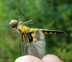 Celithemis martha