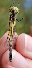 Celithemis martha