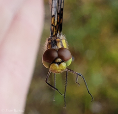 Celithemis martha