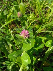 Trifolium pratense