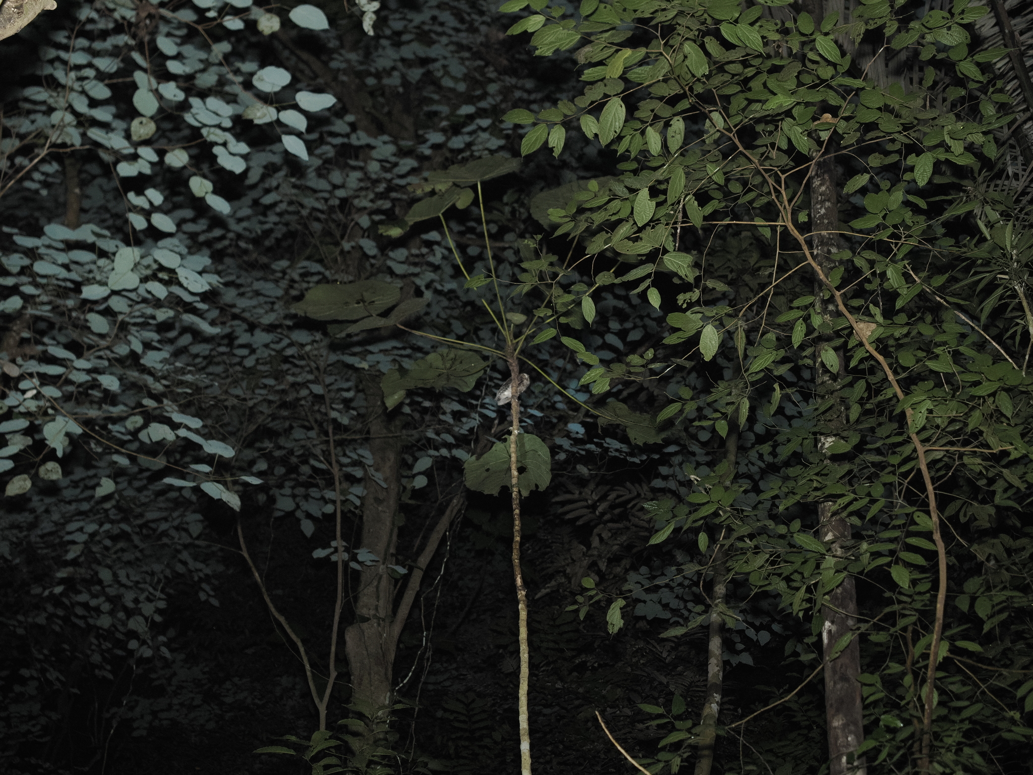 Sulawesi Scops Owl (Otus manadensis), photo 4