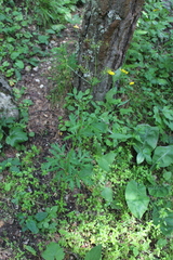 Eleutherospermum cicutarium