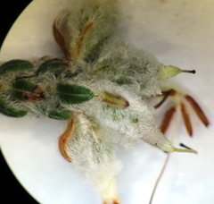 Erica xeranthemifolia
