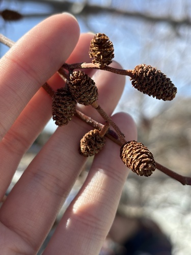 California Alder winter