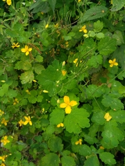 Chelidonium majus