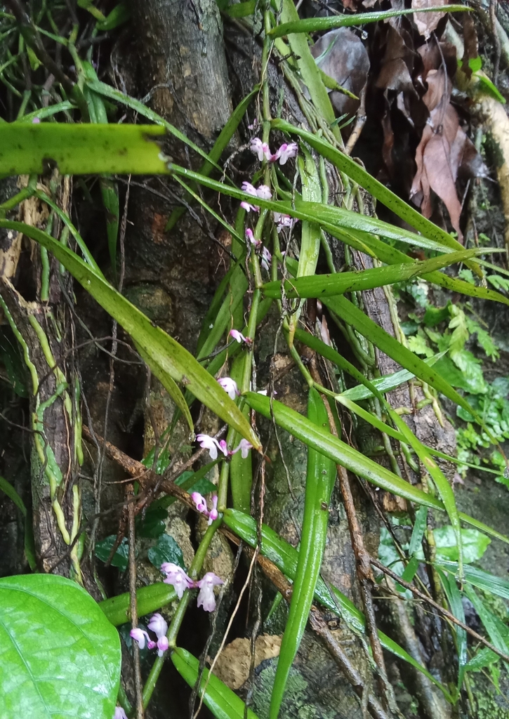 Trichoglottis latisepala