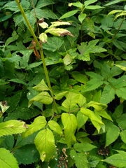 Aegopodium podagraria