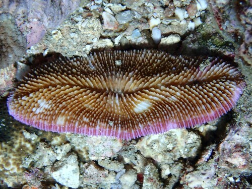 Ctenactis echinata observed 2025-02-01