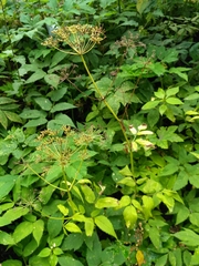 Aegopodium podagraria