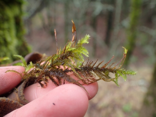 Image of Antitrichia californica by no rights reserved