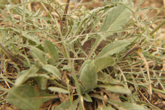 Scabiosa ochroleuca