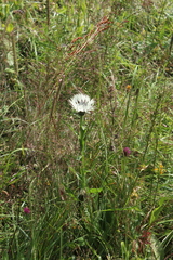 Centaurea cheiranthifolia