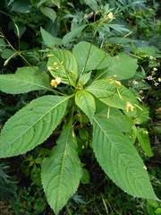 Impatiens parviflora