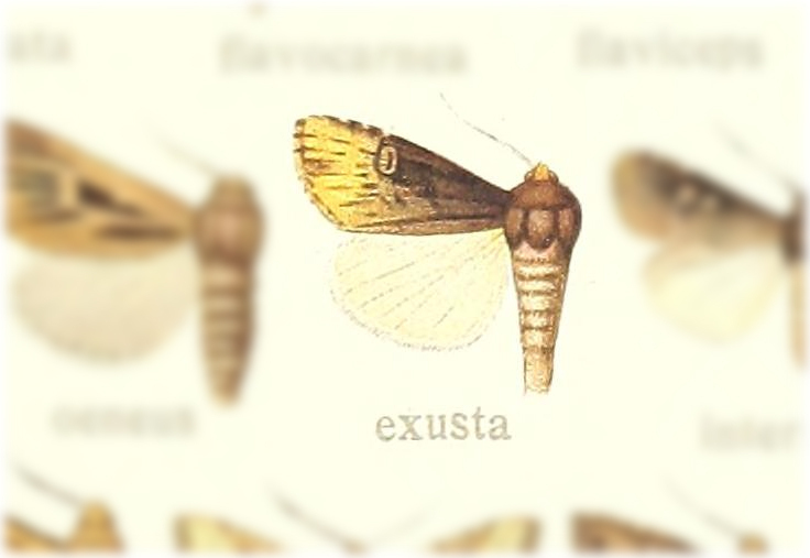 Micragrotis exusta