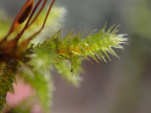 Image of Antitrichia californica by no rights reserved
