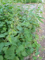 Urtica dioica