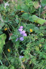 Linum hypericifolium
