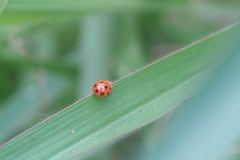 Coelophora inaequalis