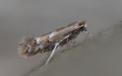 Lithocolletinae