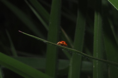 Coelophora inaequalis