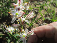 Chlorophytum graminifolium