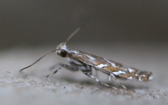Acrocercops