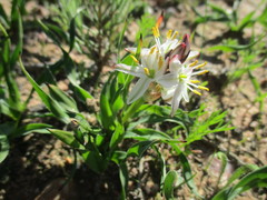 Chlorophytum graminifolium