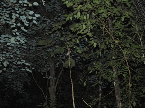 Sulawesi Scops Owl (Otus manadensis), photo 4