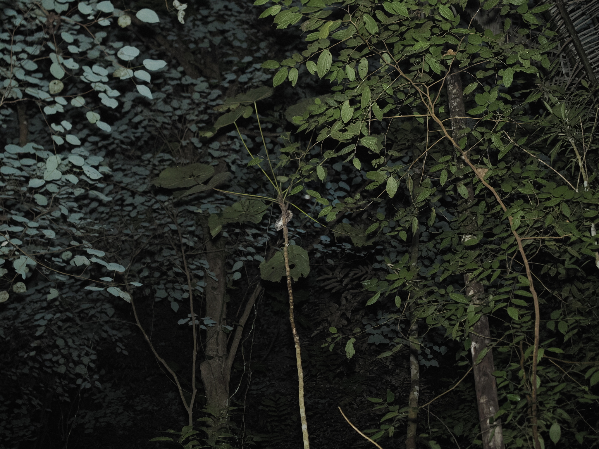 Sulawesi Scops Owl (Otus manadensis), photo 5