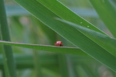 Coelophora inaequalis