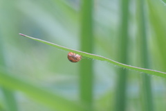 Coelophora inaequalis