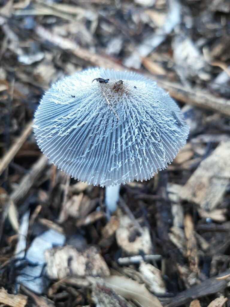 Coprinopsis · January 2025 · photo: © beaulahp (iNaturalist, cc-by)