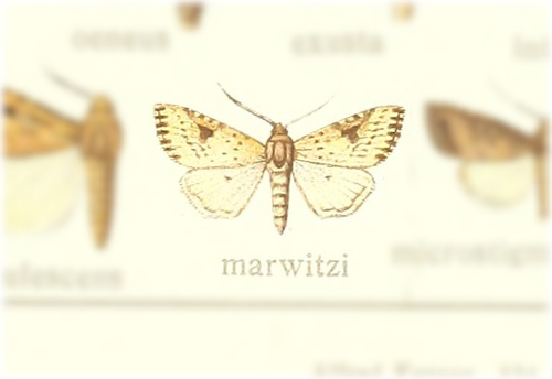 Micragrotis marwitzi