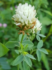 Trifolium alexandrinum
