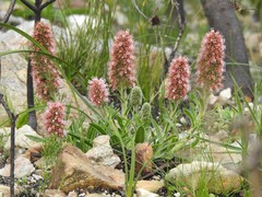Echiostachys ecklonianus