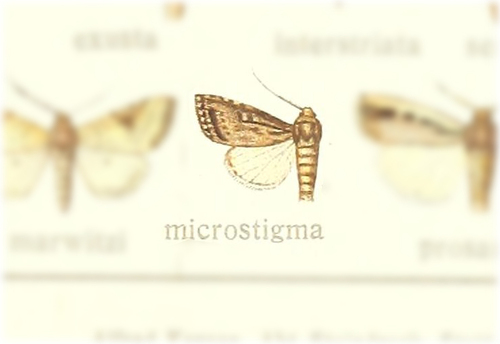 Micragrotis microstigma