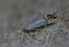 Phyllonorycter clemensella