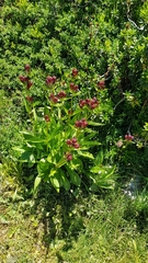 Gentiana purpurea