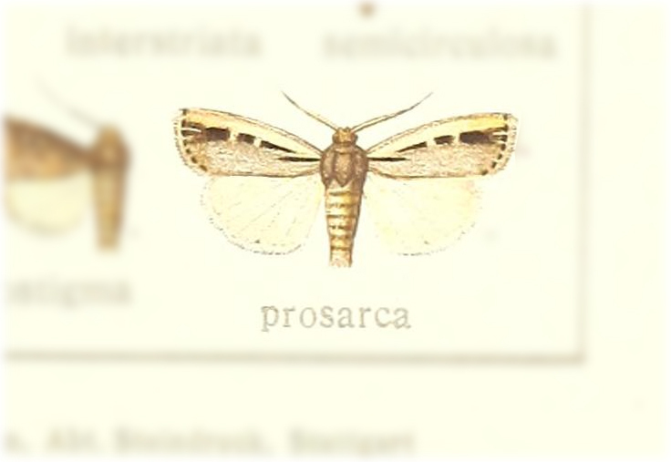 Micragrotis prosarca