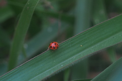 Coelophora inaequalis