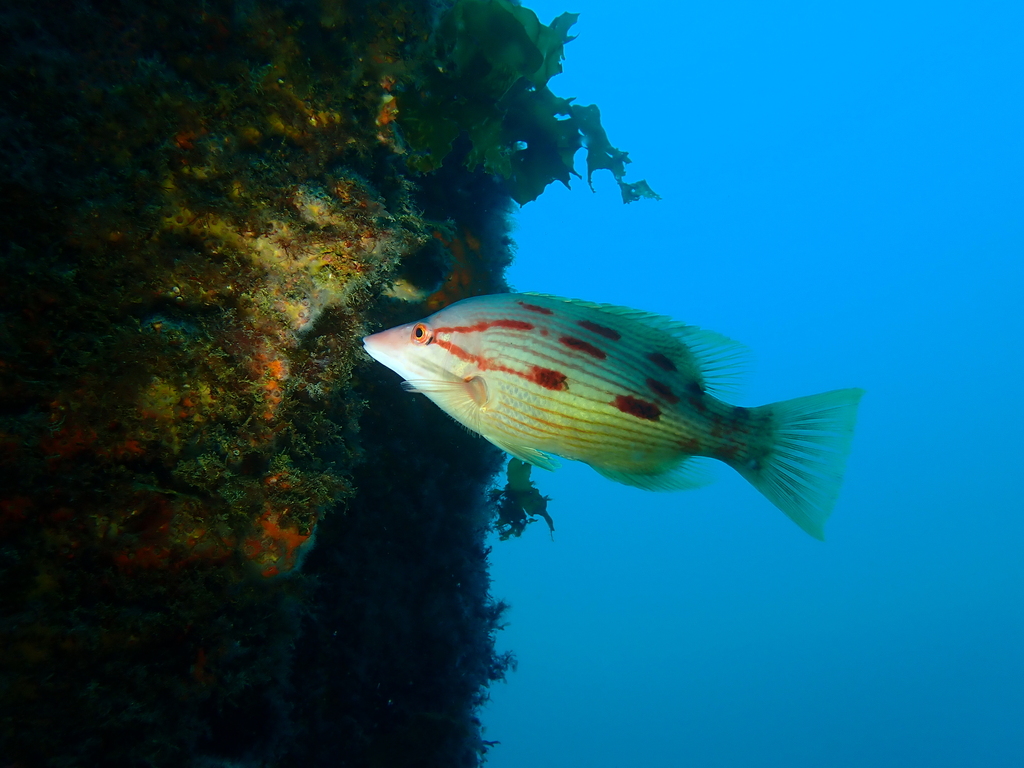 South Pacific Pigfish