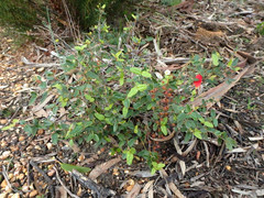 Correa reflexa scabridula