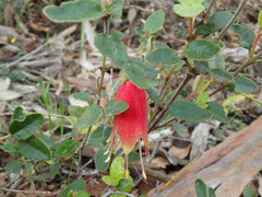 Correa reflexa scabridula