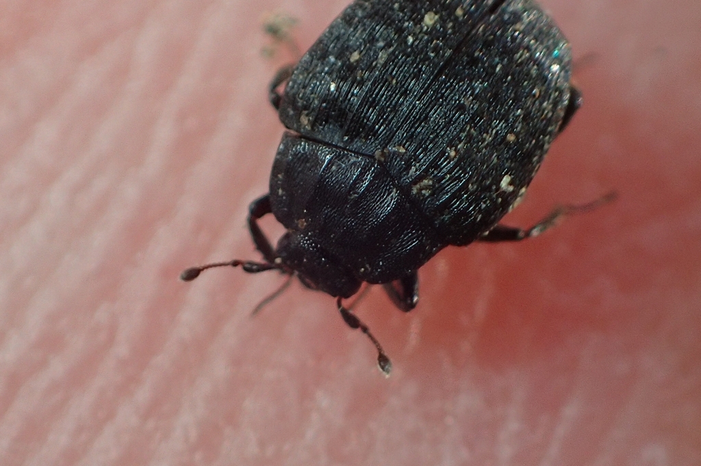Onthophilus globulosus