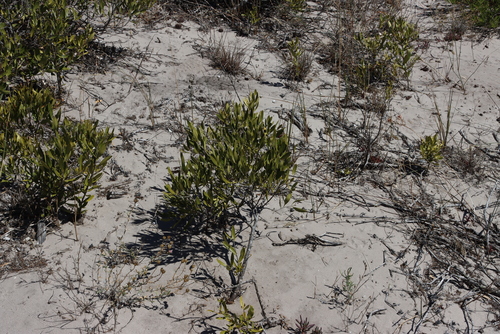 Image of Olea exasperata by (c) Tony Rebelo, some rights reserved (CC BY-SA)