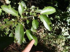 Cryptocarya